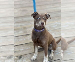 Mutt Dogs for adoption in Polson, MT, USA