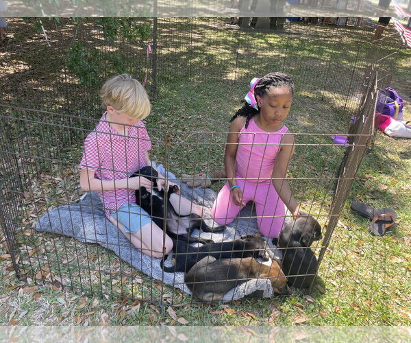 Medium Photo #2 Lab-Rat Terrier Puppy For Sale in Mobile, AL, USA