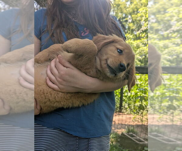 Medium Photo #9 Golden Retriever Puppy For Sale in EAST SPARTA, OH, USA