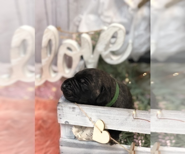 Medium Photo #5 Great Dane Puppy For Sale in GREENBRIER, TN, USA
