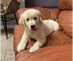 Small Photo #10 Golden Retriever Puppy For Sale in ABERDEEN, NC, USA