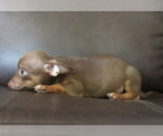 Small #11 Chihuahua