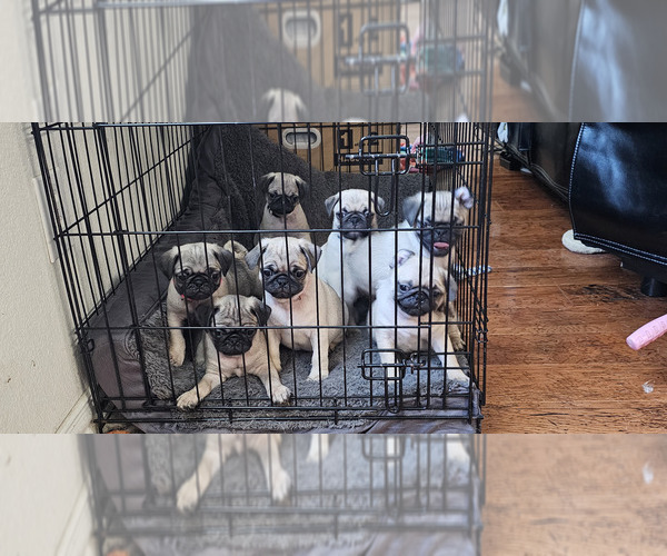 Medium Photo #2 Pug Puppy For Sale in DENTON, TX, USA