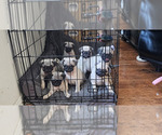 Small #1 Pug
