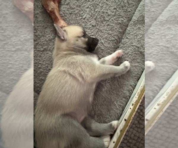 Medium Photo #42 Pomsky Puppy For Sale in LOVELAND, CO, USA