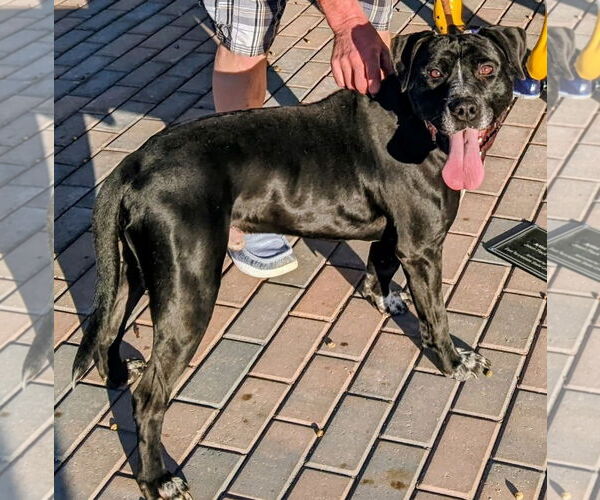 Medium Photo #3 American Pit Bull Terrier-American Staffordshire Terrier Mix Puppy For Sale in Chester, VA, USA