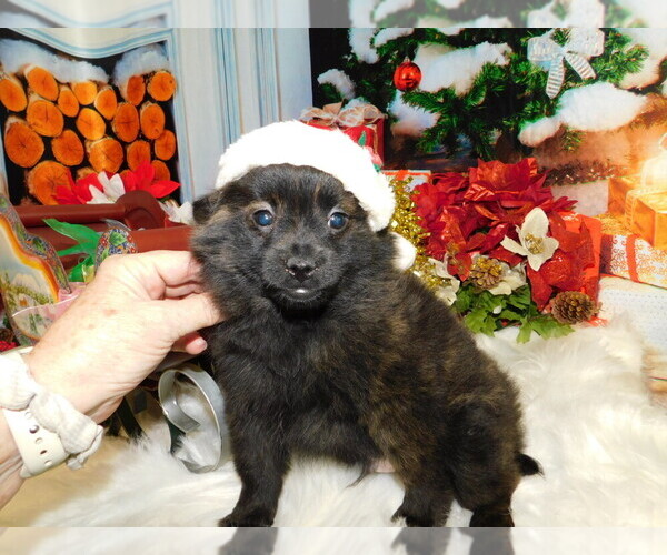 Medium Photo #6 Jack-A-Ranian Puppy For Sale in HAMMOND, IN, USA