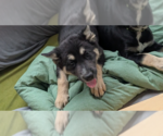 Small #9 Mutt