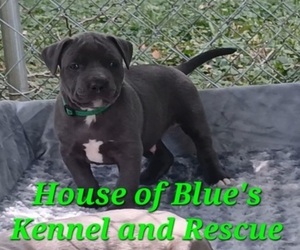 American Pit Bull Terrier Puppy for sale in DELAWARE, OH, USA