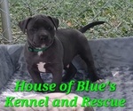 Small Photo #1 American Pit Bull Terrier Puppy For Sale in DELAWARE, OH, USA
