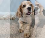 Small #8 Cocker Spaniel