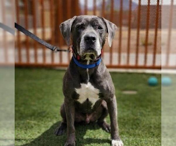 Medium Photo #1 Great Dane-Unknown Mix Puppy For Sale in Las Vegas, NV, USA