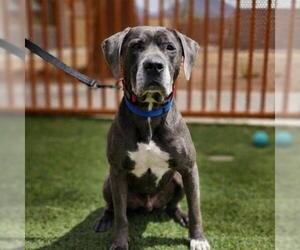 Great Dane-Unknown Mix Dogs for adoption in Las Vegas, NV, USA
