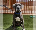 Small Great Dane Mix