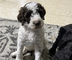 Small #2 Poodle (Standard)
