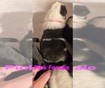 Small Photo #46 English Shepherd Puppy For Sale in NEW CASTLE, IN, USA