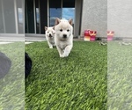 Small Photo #2 Shiba Inu Puppy For Sale in LAVEEN, AZ, USA