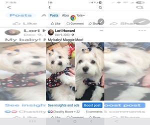 Maltese Puppy for sale in COLLINSVILLE, IL, USA