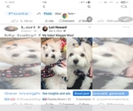 Small Maltese