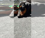 Small #1 Doberman Pinscher