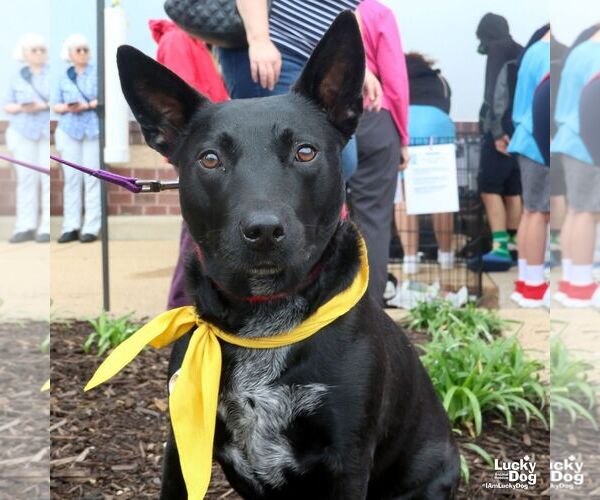 Medium Photo #9 Mutt Puppy For Sale in Washington, DC, USA