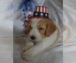 Small Photo #38 Poodle (Standard) Puppy For Sale in INDEPENDENCE, MO, USA