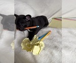 Small #3 French Bulldog