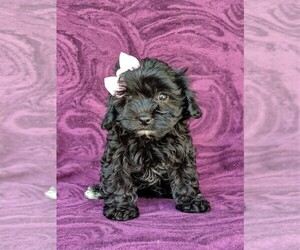 Cavachon-Poodle (Miniature) Mix Puppy for sale in CHRISTIANA, PA, USA