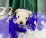 Small #3 Maltese