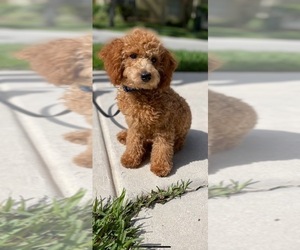 Poodle (Toy) Puppy for sale in DELRAY BEACH, FL, USA