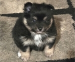 Small Pomeranian