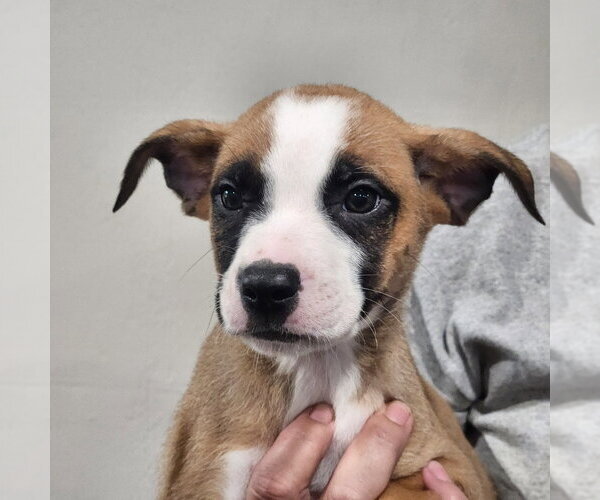 Medium Photo #2 Pug-Unknown Mix Puppy For Sale in Walnutport, PA, USA