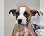 Small #1 Pug Mix