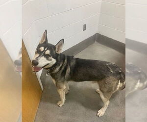 Siberian Husky Dogs for adoption in Forestville, MD, USA