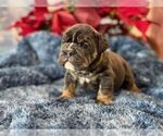Small #2 English Bulldog