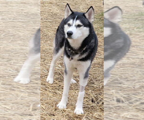 Medium Photo #2 - Mix Puppy For Sale in Uwchlan, PA, USA