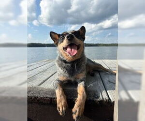 Mutt Dogs for adoption in Garden City, NY, USA