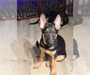 German Shepherd Dog Puppy for sale in SUNRISE, FL, USA
