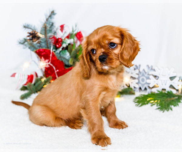 Medium Photo #6 Cavalier King Charles Spaniel Puppy For Sale in WAKARUSA, IN, USA