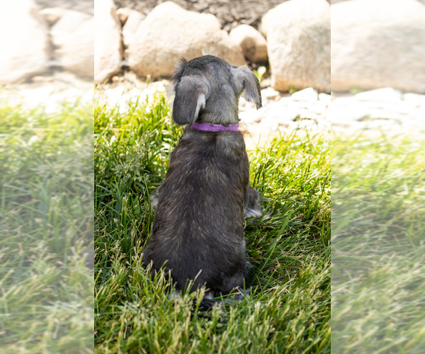 Medium Photo #21 Schnauzer (Miniature) Puppy For Sale in MILLERSBURG, IN, USA