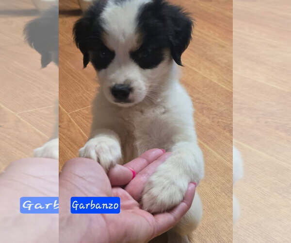 Medium Photo #3 Cheagle Puppy For Sale in Alexander, AR, USA