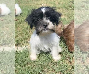 Schnau-Tzu Puppy for sale in KEOTA, OK, USA