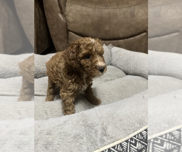 Medium Photo #8 Poodle (Miniature) Puppy For Sale in AKELEY, MN, USA