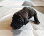 Small Photo #17 Mastiff Puppy For Sale in FULTON, NY, USA