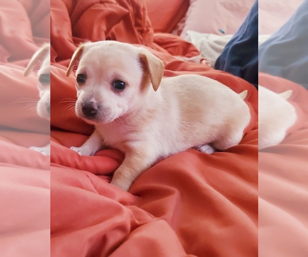 Medium Photo #7 Chihuahua Puppy For Sale in PENSACOLA, FL, USA