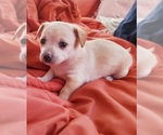 Small #6 Chihuahua