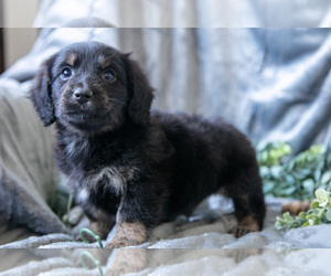 Medium Dachshund-Siberian Husky Mix