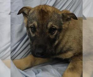 Mutt Dogs for adoption in Thief River Falls, MN, USA