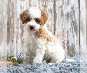 Goldendoodle (Miniature) Puppy for sale in SUNBURY, PA, USA