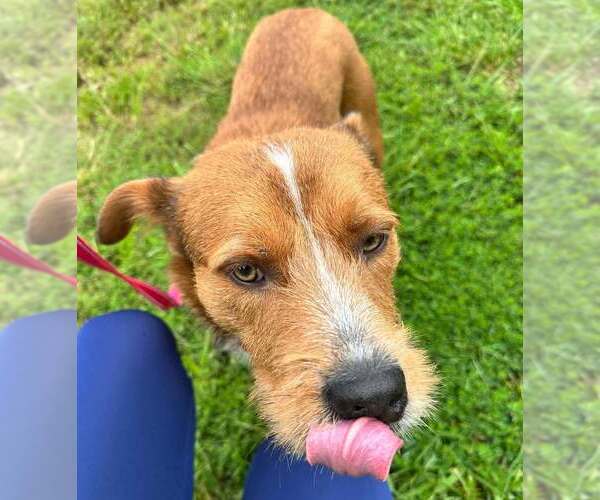 Medium Photo #2 Mutt Puppy For Sale in Candler, NC, USA